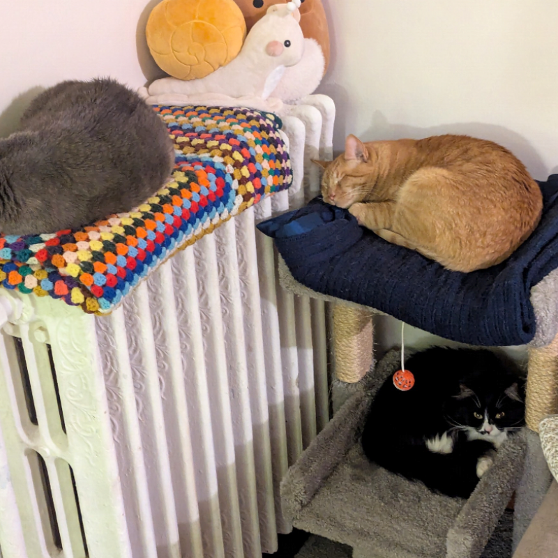 Three sleeping cats. 